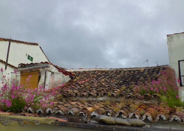 Roof tiles with meadow flowers. Photo © Karethe Linaae